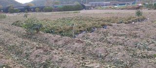 최용운님의 콩 · 자유게시판 작성글 사진