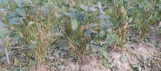 최용운님의 콩 · 자유게시판 작성글 사진