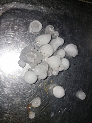 함주호님의 들깨 · 자유게시판 작성글 사진