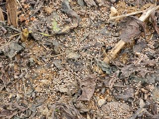 함주호님의 들깨 · 자유게시판 작성글 사진