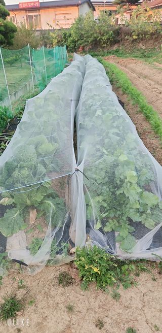 이제윤님의 기타작물 · 영농일지 작성글 사진