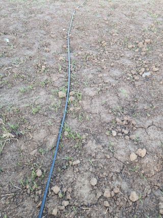 강순옥님의 시금치 · 병해충상담 작성글 사진