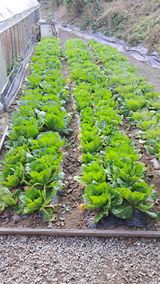 팜모닝 [팜춘문예] 짧은 시 쓰기·참여글 게시글 이미지