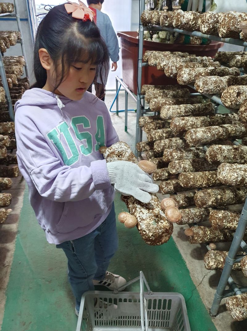 장터 상품 [표고버섯 1KG] 썸네일