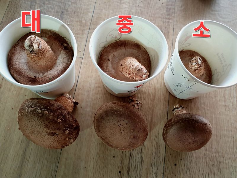 장계령님의 장터 판매 상품 [표고버섯 1KG] 첨부 사진