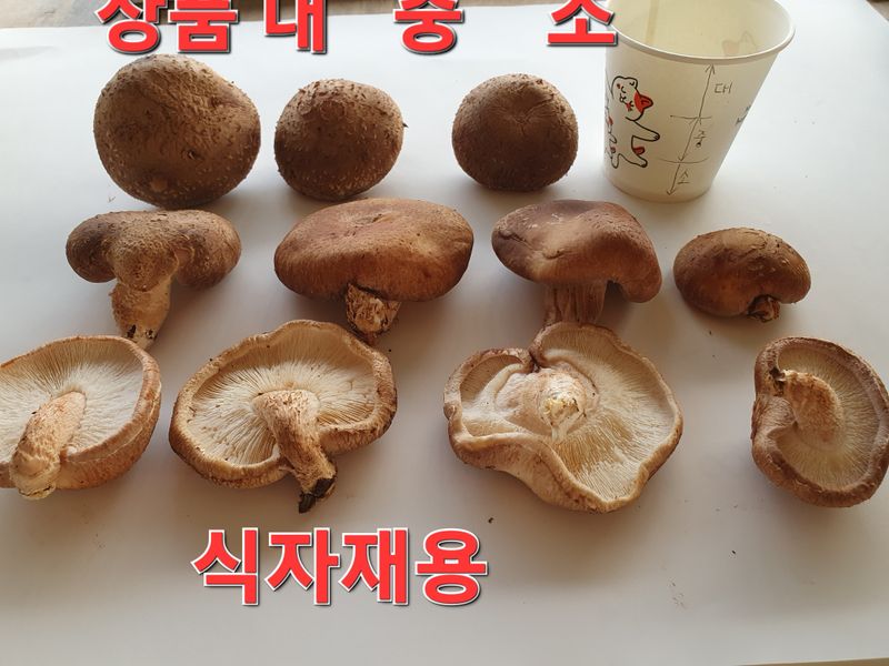 장계령님의 장터 판매 상품 [무농약 표고버섯 가정용(못난이)2KG] 첨부 사진