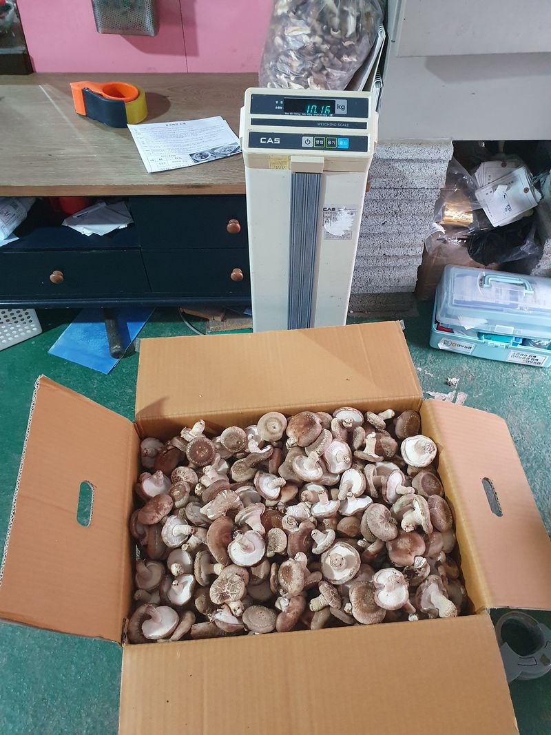 장계령님의 장터 판매 상품 [표고버섯 1KG] 첨부 사진