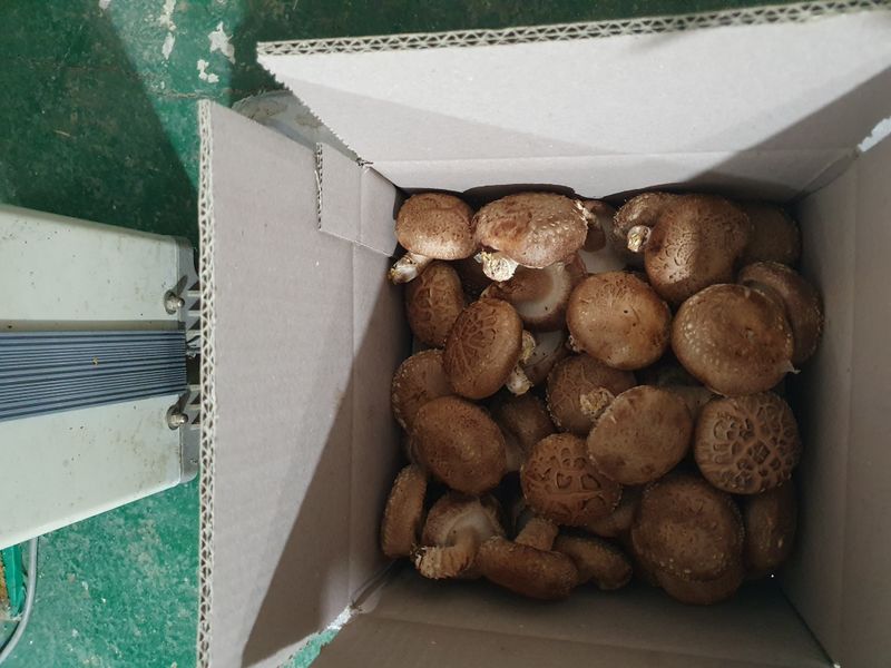 장계령님의 장터 판매 상품 [표고버섯 1KG] 첨부 사진