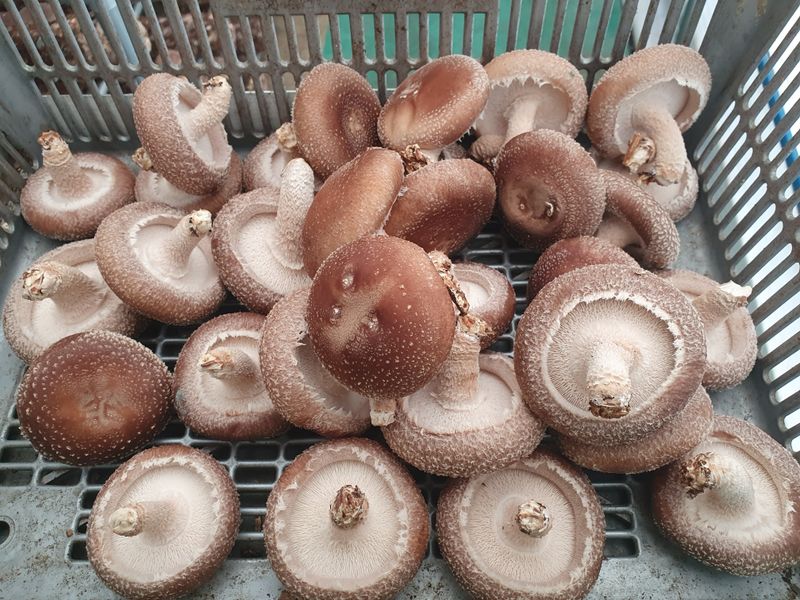 장계령님의 장터 판매 상품 [무농약 표고버섯 가정용(못난이)2KG] 첨부 사진