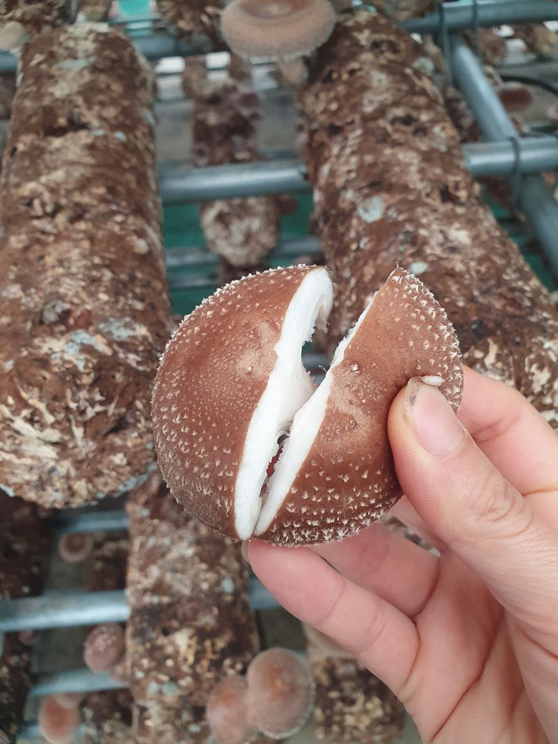 장계령님의 장터 판매 상품 [무농약 표고버섯 가정용(못난이)2KG] 첨부 사진