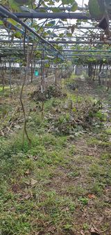 팜모닝 기타작물·영농일지 게시글 이미지