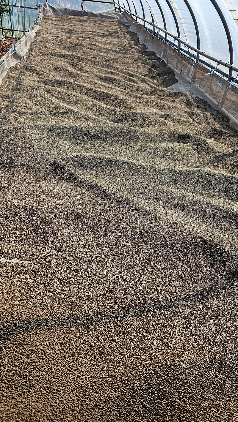 장터 상품 [들깨 5.5키로 8만원] 썸네일