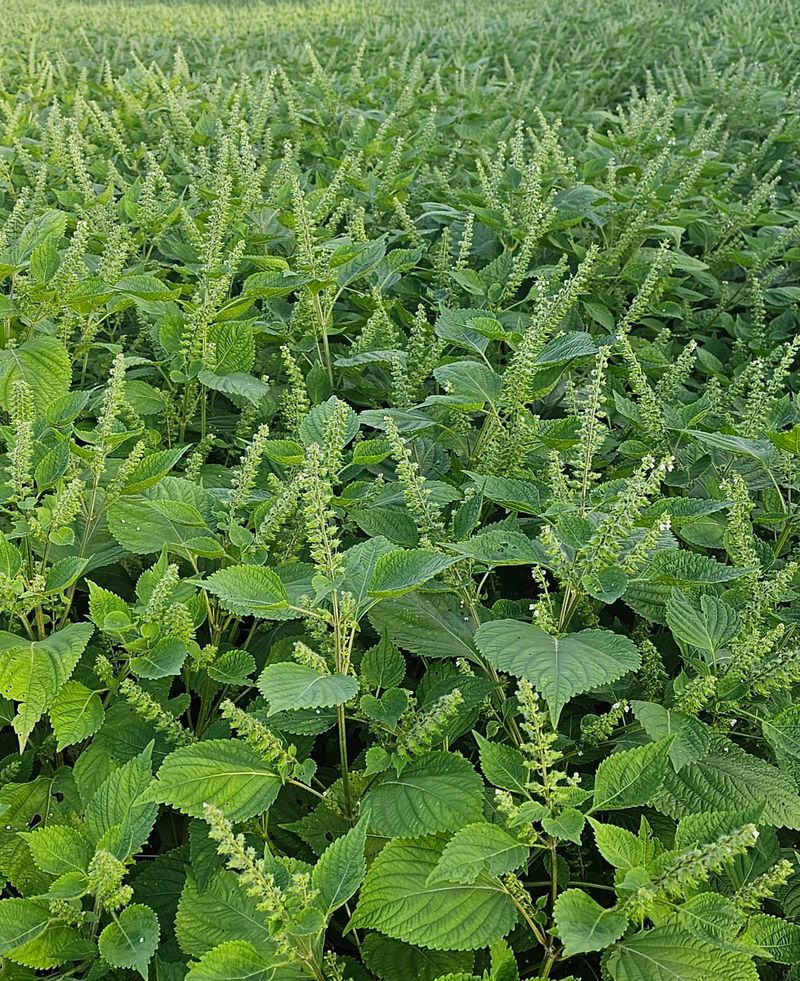 황규복(달구지)님의 장터 판매 상품 [들깨 5.5키로 8만원] 첨부 사진