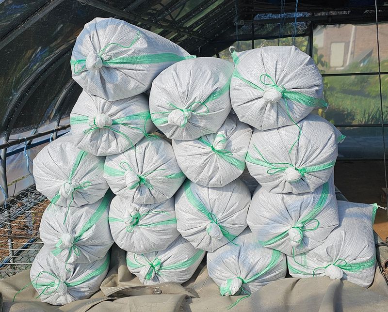 황규복(달구지)님의 장터 판매 상품 [들깨 5.5키로 8만원] 첨부 사진