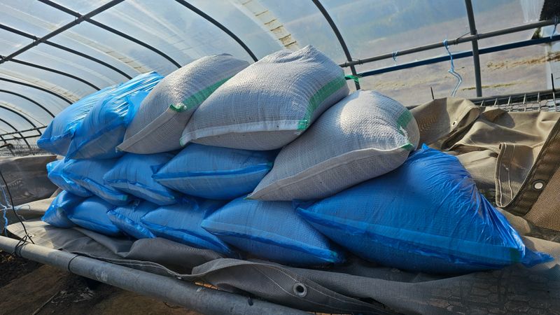 황규복(달구지)님의 장터 판매 상품 [들깨 5.5키로 8만원] 첨부 사진