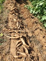 팜모닝 콩·영농일지 게시글 이미지