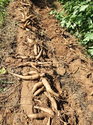 파더곰님의 콩 · 영농일지 작성글 사진