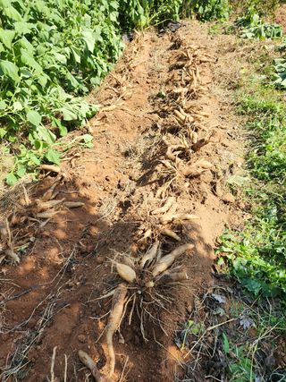 파더곰님의 콩 · 영농일지 작성글 사진