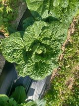 팜모닝 배추·병해충상담 게시글 이미지