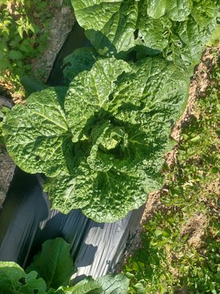 상추14154님의 배추 · 병해충상담 작성글 사진