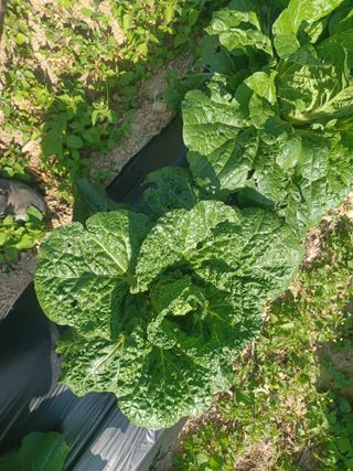 상추14154님의 배추 · 병해충상담 작성글 사진