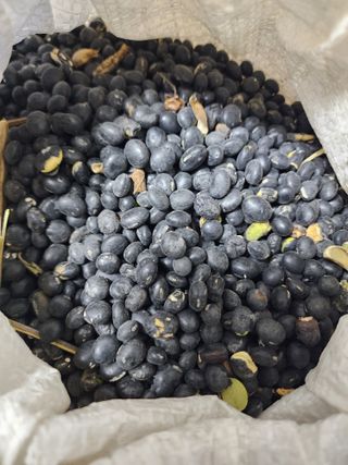 권지연.옥천.님의 고구마 · 자유게시판 작성글 사진