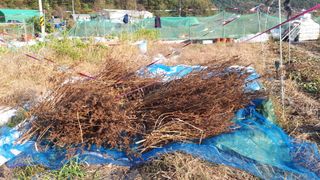 오정식님의 들깨 · 영농일지 작성글 사진