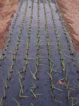 팜모닝 양파·영농일지 게시글 이미지