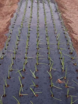 꽃뫼마실님의 양파 · 영농일지 작성글 사진