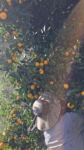 김재열님의 귤 · 수확 작성글 사진