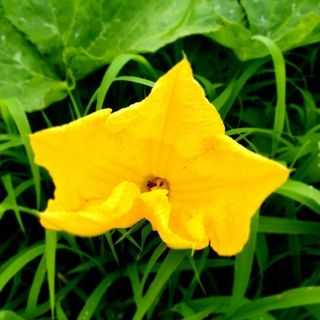 정강화님의 [팜춘문예] 짧은 시 쓰기 · 참여글 작성글 사진