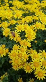 팜모닝 [팜춘문예] 짧은 시 쓰기·참여글 게시글 이미지