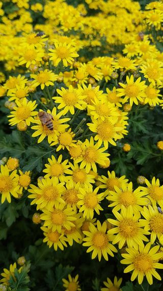 정강화님의 [팜춘문예] 짧은 시 쓰기 · 참여글 작성글 사진