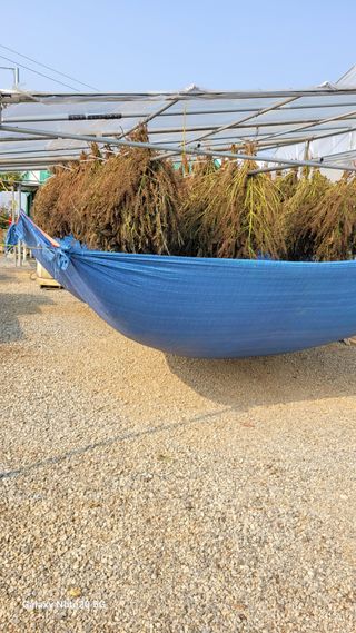 제주농부님의 들깨 · 자유게시판 작성글 사진