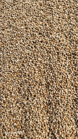 제주농부님의 들깨 · 자유게시판 작성글 사진