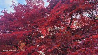 제주농부님의 들깨 · 자유게시판 작성글 사진