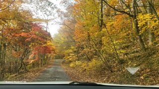 제주농부님의 들깨 · 자유게시판 작성글 사진