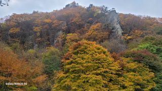 제주농부님의 들깨 · 자유게시판 작성글 사진