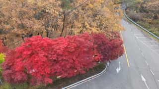 제주농부님의 들깨 · 자유게시판 작성글 사진