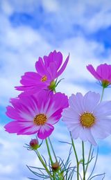 팜모닝 [팜춘문예] 짧은 시 쓰기·참여글 게시글 이미지