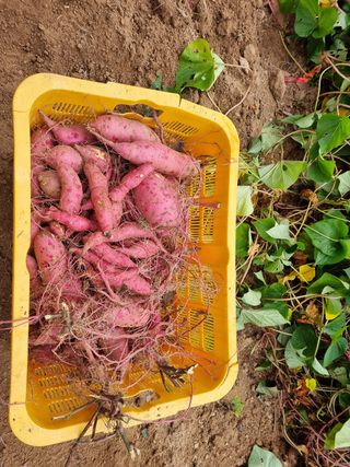 진주강가이버님의 고구마 · 영농일지 작성글 사진