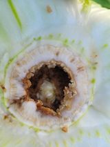 팜모닝 배추·병해충상담 게시글 이미지