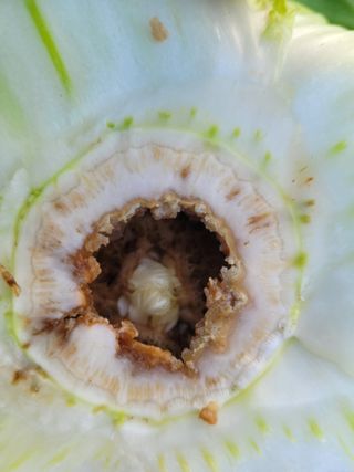 여우내 이순홍님의 배추 · 병해충상담 작성글 사진