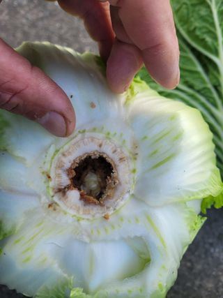 여우내 이순홍님의 배추 · 병해충상담 작성글 사진