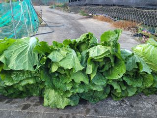 여우내 이순홍님의 배추 · 병해충상담 작성글 사진