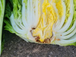 여우내 이순홍님의 배추 · 병해충상담 작성글 사진