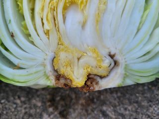 여우내 이순홍님의 배추 · 병해충상담 작성글 사진