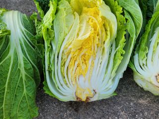 여우내 이순홍님의 배추 · 병해충상담 작성글 사진