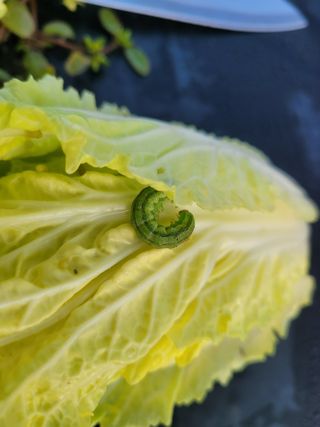 여우내 이순홍님의 배추 · 병해충상담 작성글 사진