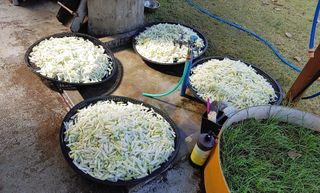 달맛햇복숭아농원님의 자유주제 · 자유게시판 작성글 사진